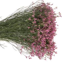 Limonium rosa Princess Diamond 36 Gramm 80cm