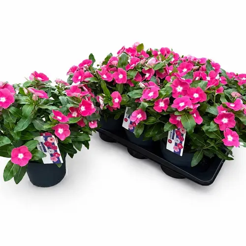Catharanthus rosa Titanium T17 H035