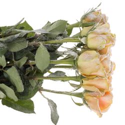 Rose apricot/weiss Frost Alchemy 70cm