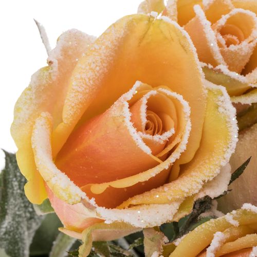 Rose apricot/weiss Frost Alchemy 70cm