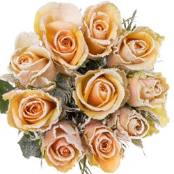 Rose apricot/weiss Frost Alchemy 70cm