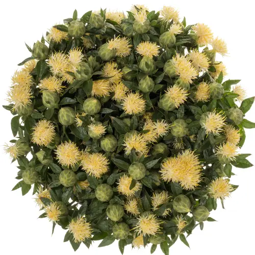 Carthamus hell gelb 75cm