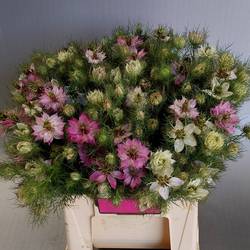 Nigella rosa Artistic Pink 45cm