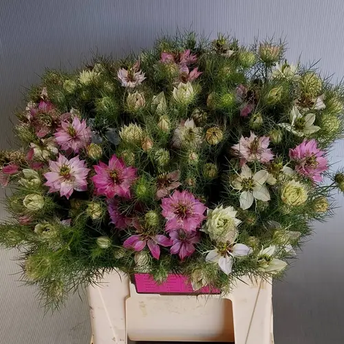 Nigella rosa Artistic Pink 45cm