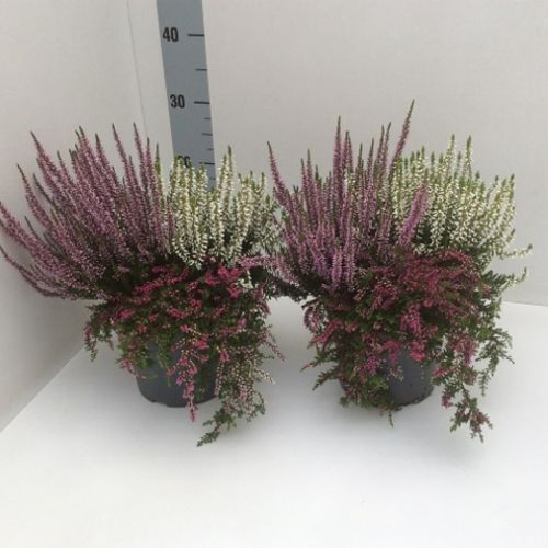 Calluna Gg Trio T17 H35 Spezial
