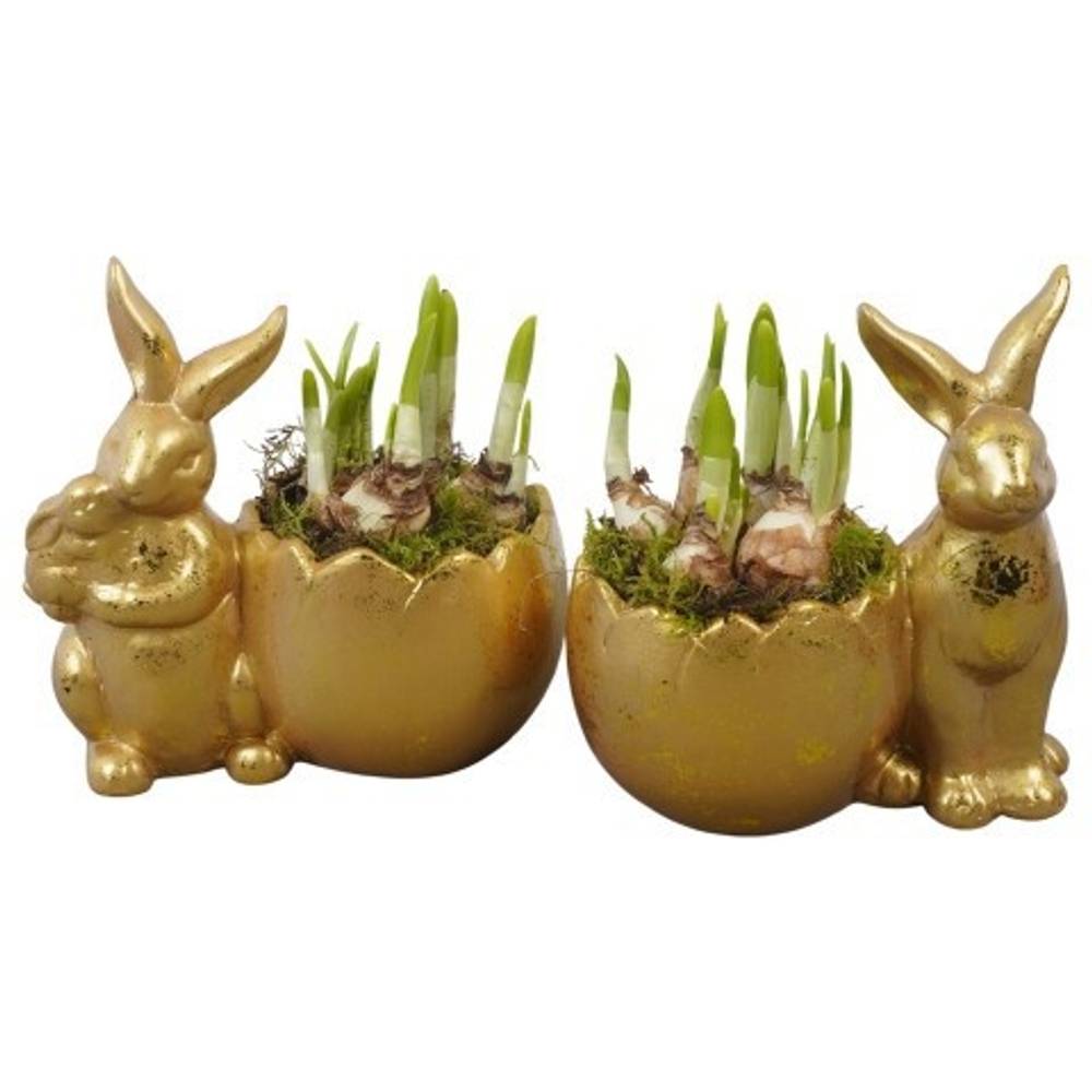 Narzis.Arr mix PTNP4508 Ostern T18 H021