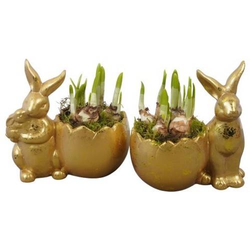 Narzis.Arr mix PTNP4508 Ostern T18 H021