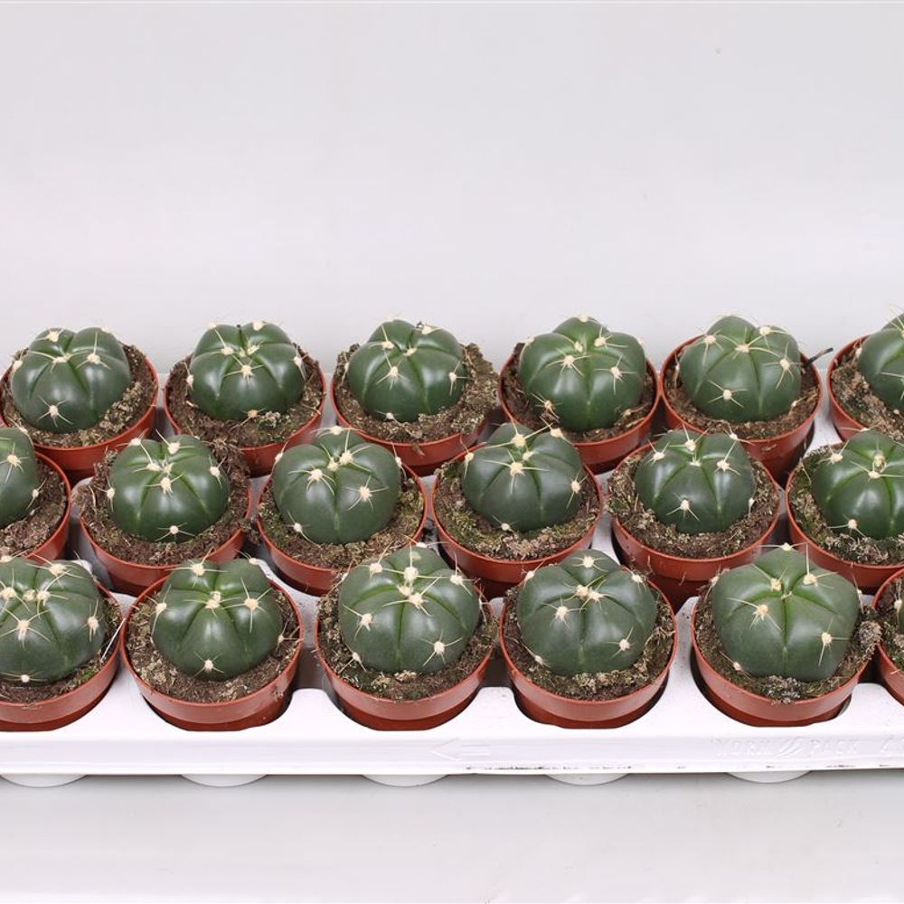 Gymnocalisium Hor T8 H15