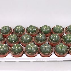 Gymnocalisium Hor T8 H15