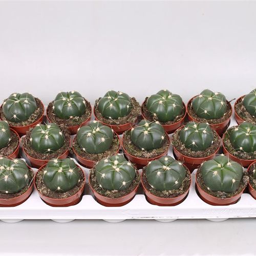 Gymnocalisium Hor T8 H15