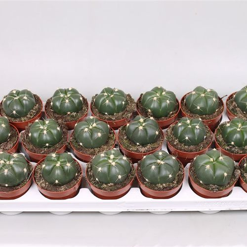 Gymnocalisium Hor T8 H15