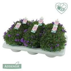 Campanula violett Ambella Intense T15 H030