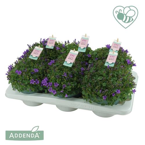 Campanula violett Ambella Intense T15 H030