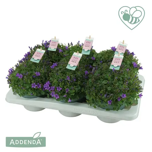 Campanula violett Ambella Intense T15 H030