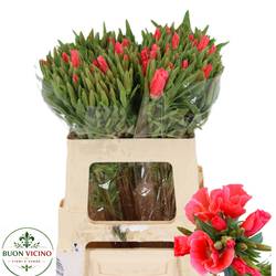 Godetia lachs Grace Salmon 60cm