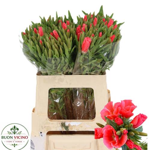 Godetia lachs Grace Salmon 60cm