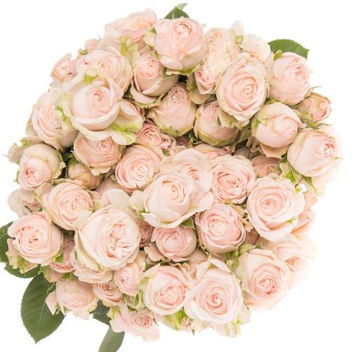 Rose verzweigt hell rosa Bombastic 5+Blüte 70cm