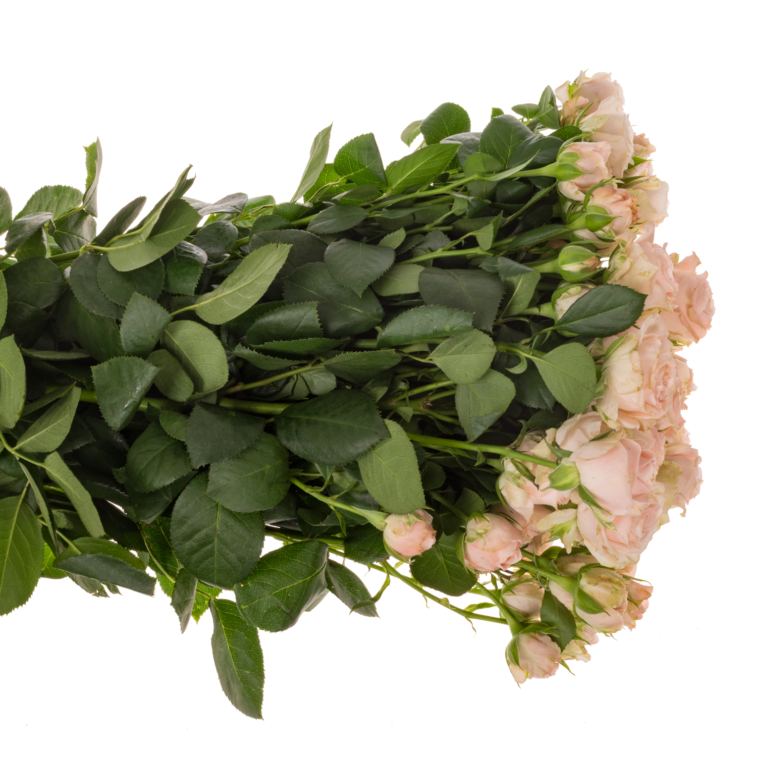 Rose verzweigt hell rosa Bombastic 5+Blüte 70cm