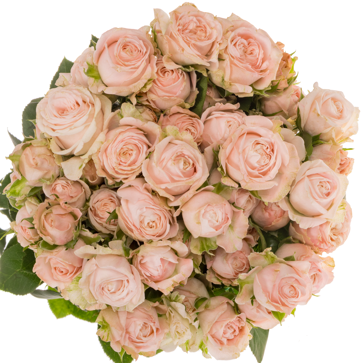 Rose verzweigt hell rosa Bombastic 5+Blüte 70cm