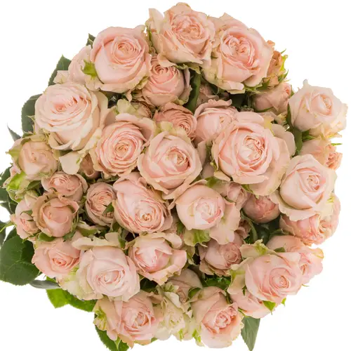 Rose verzweigt hell rosa Bombastic 5+Blüte 70cm