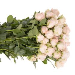 Rose verzweigt hell rosa Bombastic 5+Blüte 70cm