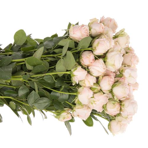 Rose verzweigt hell rosa Bombastic 5+Blüte 70cm