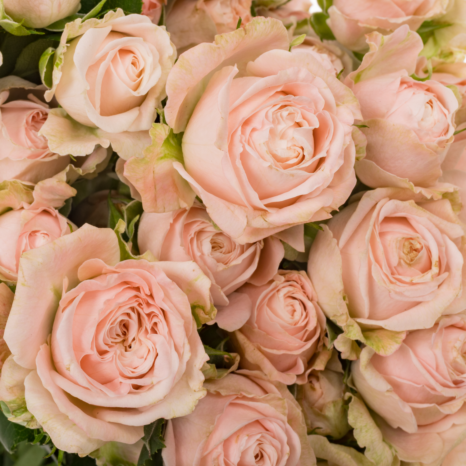 Rose verzweigt hell rosa Bombastic 5+Blüte 70cm