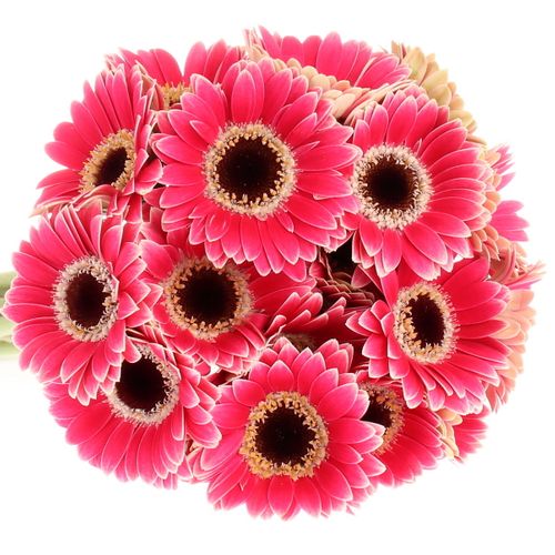 Germini Piccolo fuchsia Ustica