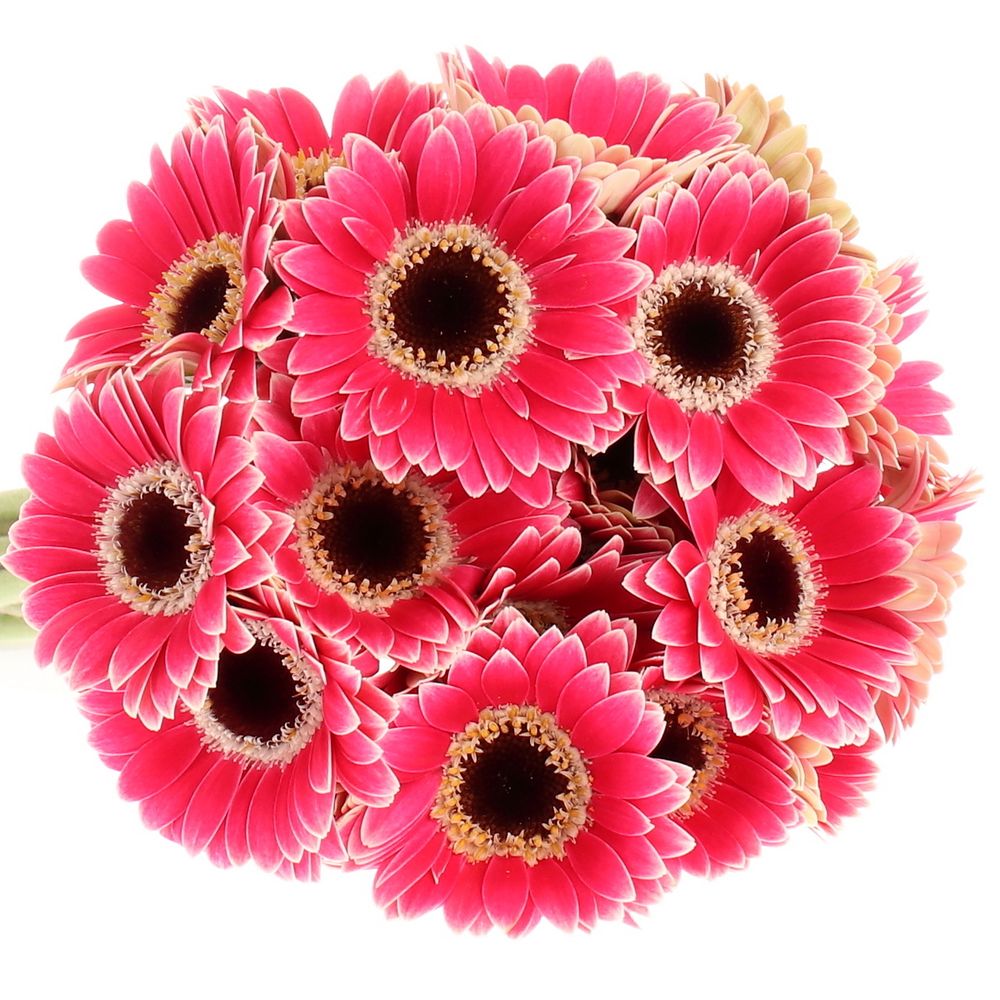 Germini Piccolo fuchsia Ustica