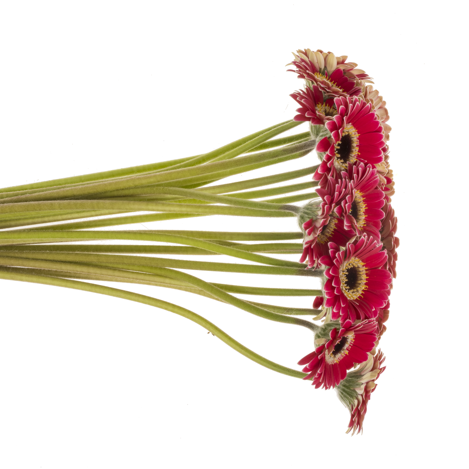 Germini Piccolo fuchsia Ustica