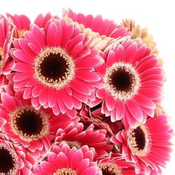 Germini Piccolo fuchsia Ustica