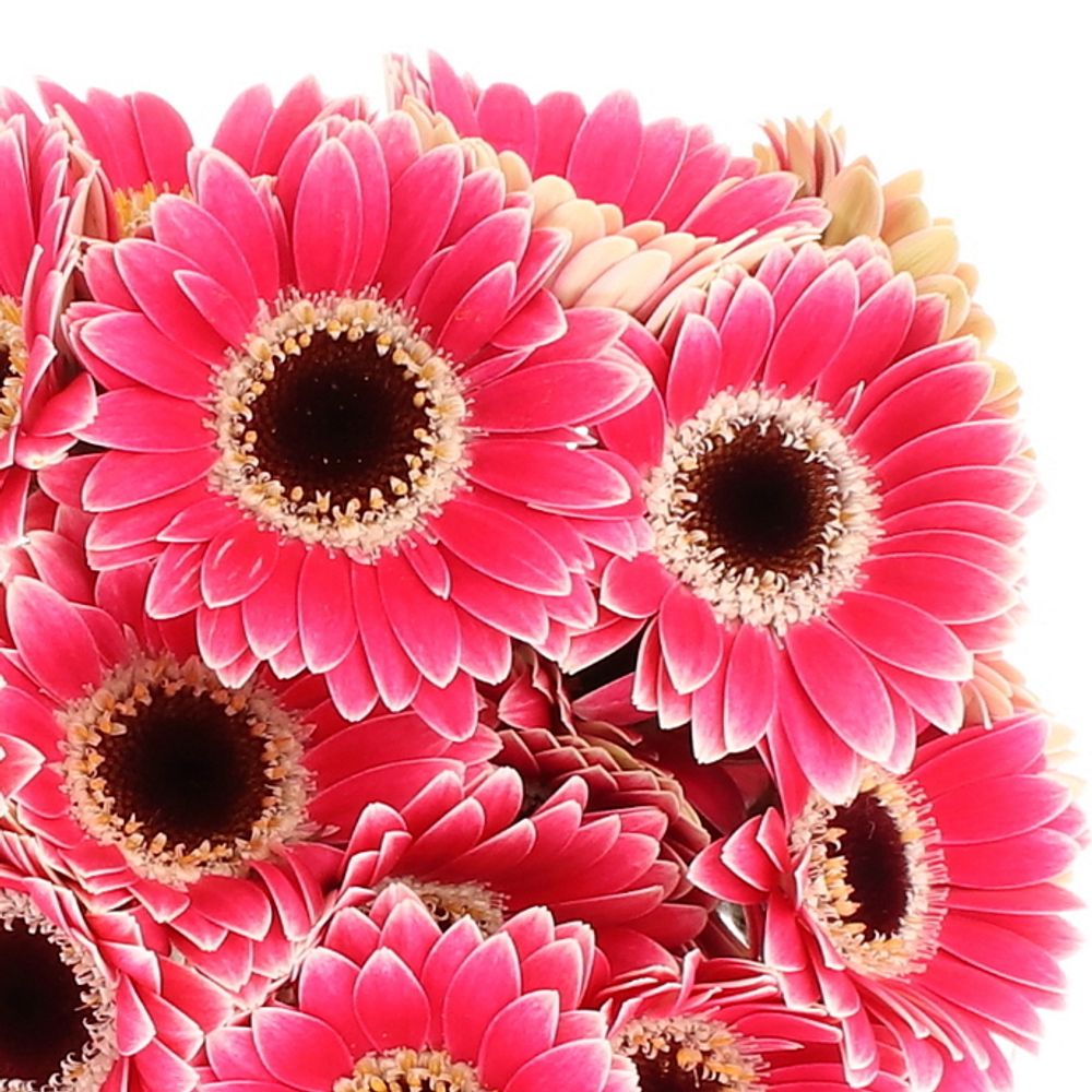 Germini Piccolo fuchsia Ustica