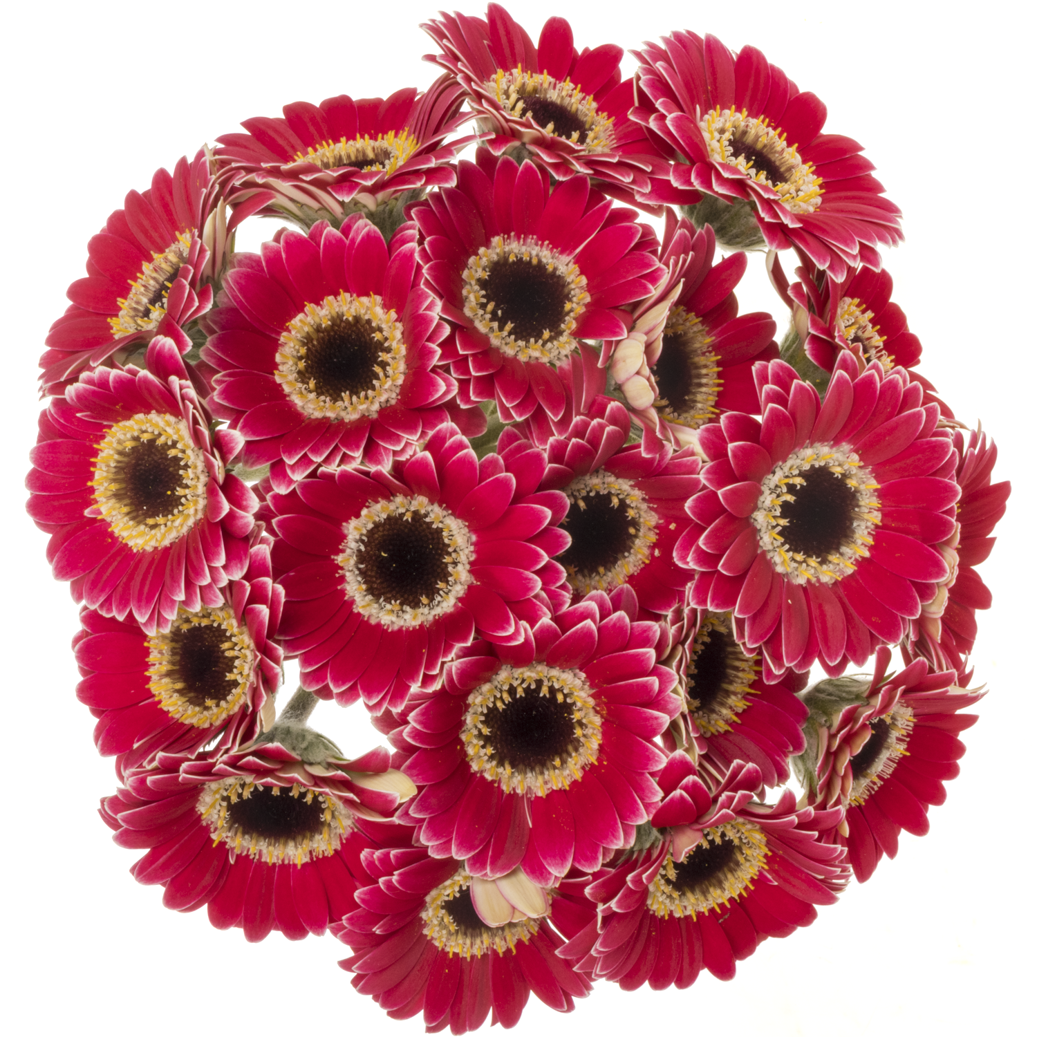 Germini Piccolo fuchsia Ustica