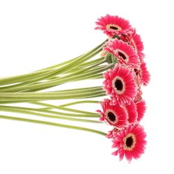 Germini Piccolo fuchsia Ustica