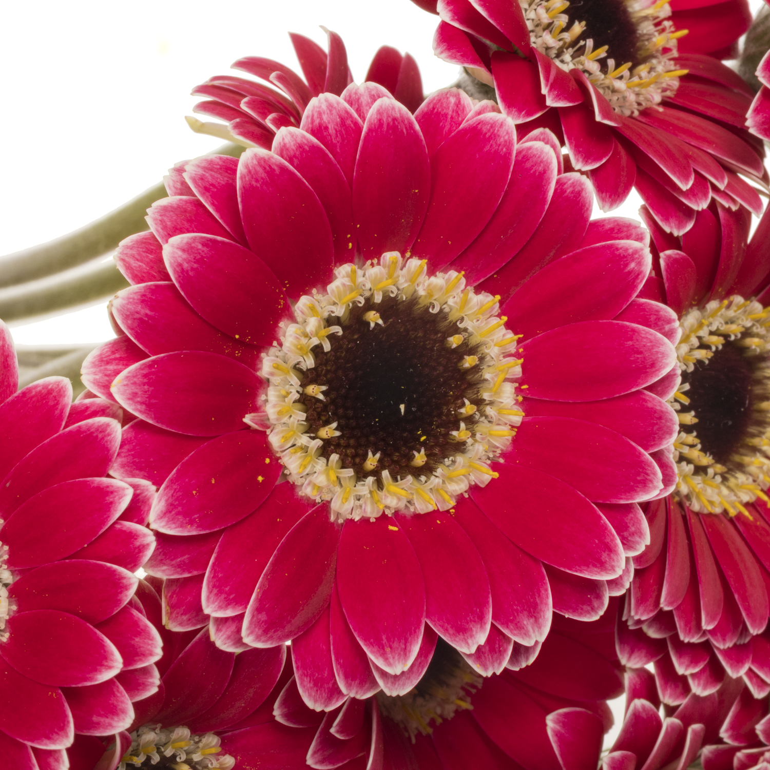 Germini Piccolo fuchsia Ustica