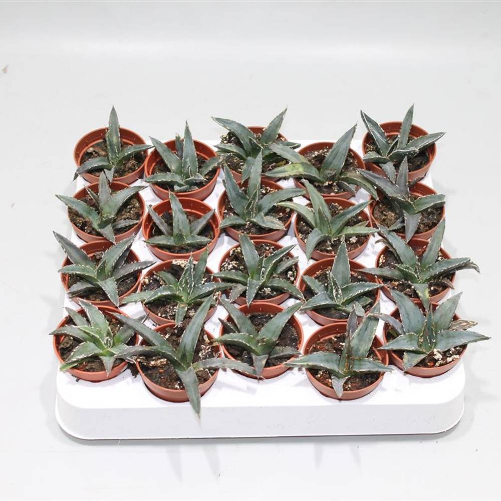Agave Victoria Reginae T05 H12