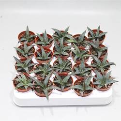 Agave Victoria Reginae T05 H12