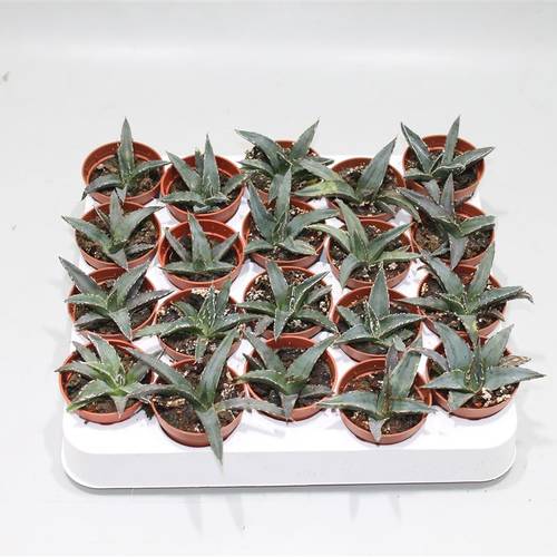 Agave Victoria Reginae T05 H12