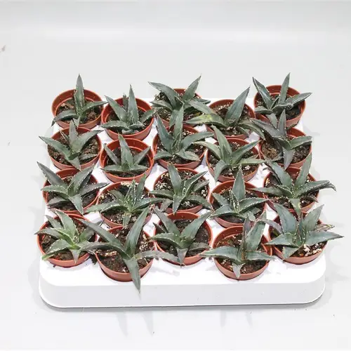 Agave Victoria Reginae T05 H12
