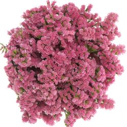 Statice coral NL 70cm 