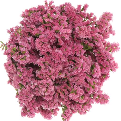 Statice coral NL 70cm 
