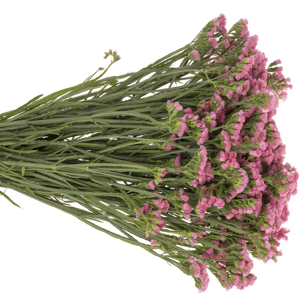Statice coral NL 70cm 