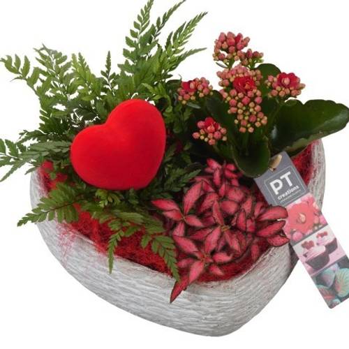 Kal.Arr PTVMB2290 T21 H017