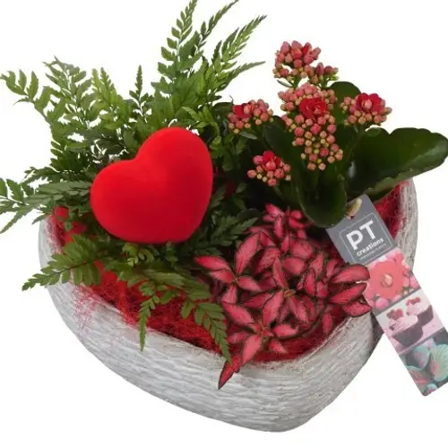 Kal.Arr PTVMB2290 T21 H017