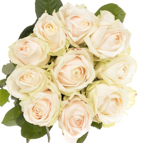 Rose creme Dorchester 50cm