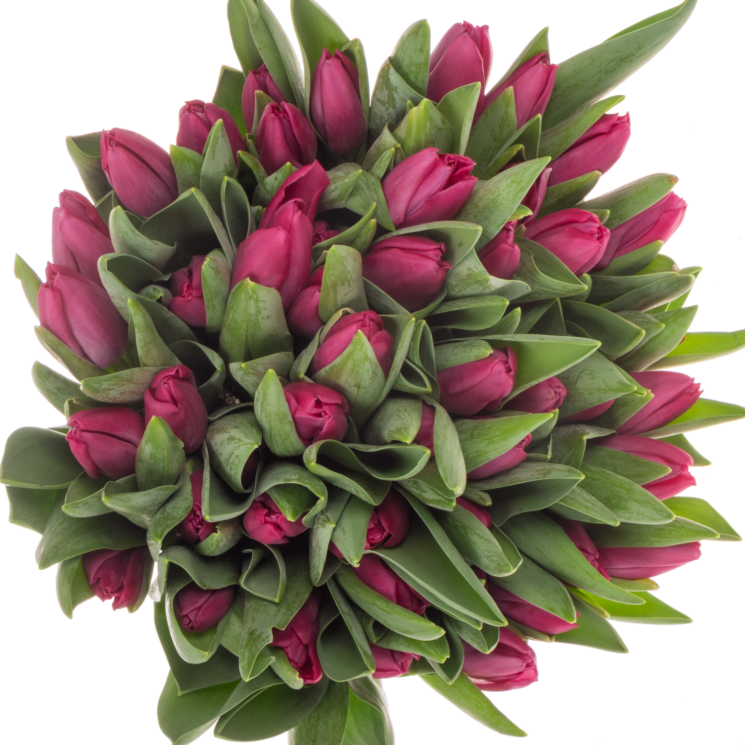 Tulpe rosa/pink Ardour 29 Gramm