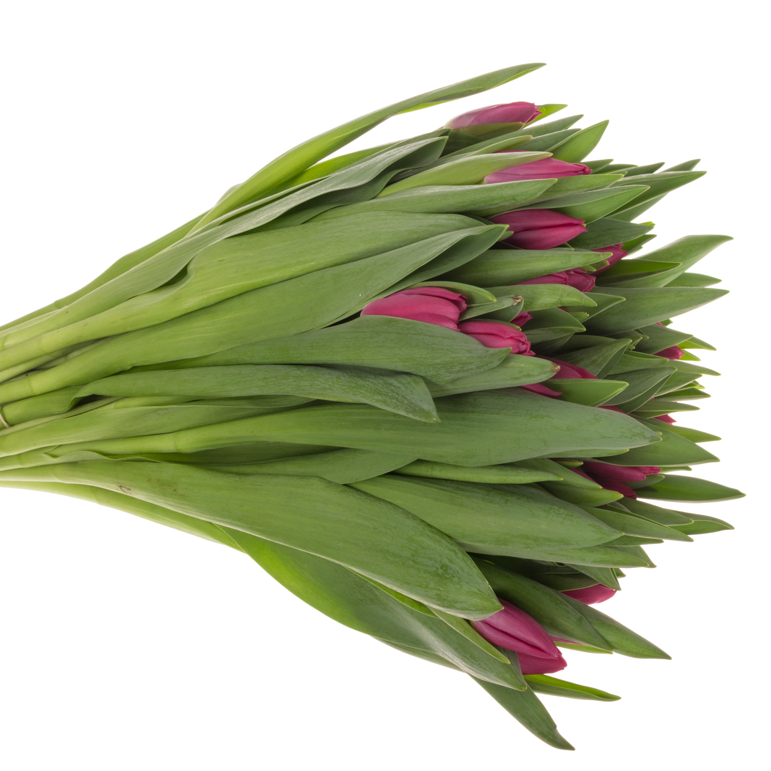 Tulpe rosa/pink Ardour 29 Gramm