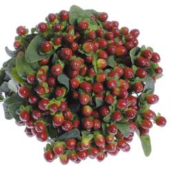 Hypericum braun/rot Season 60cm