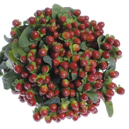 Hypericum braun/rot Season 60cm