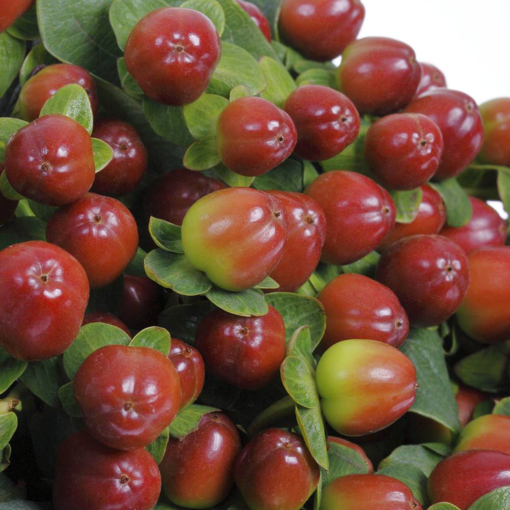 Hypericum braun/rot Season 60cm